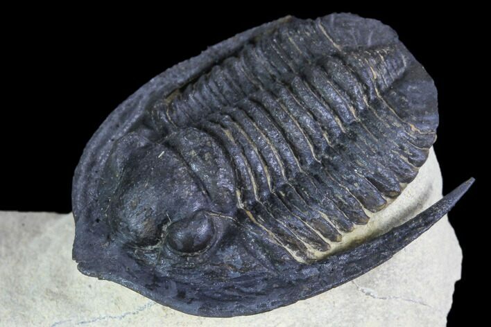 Diademaproetus Trilobite - Foum Zguid, Morocco #103892